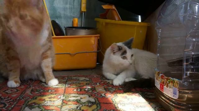 Timelaps cats video Таймлапс видео с кошками смотреть онлайн