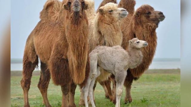 " БОЗІНГЕН " КҮЙІ - ТӨЛЕГЕН МОМБЕКОВ || " BOZİNGEN " KÚIİ - TÓLEGEN MOMBEKOV смотреть онлайн