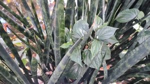 Драцена трехполосная, бывшая Сансевиерия трёхполосная. Dracaena trifasciata ex. Sansevieria.