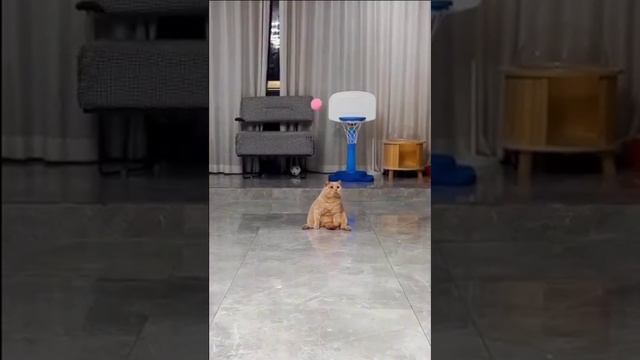 не в том состояние котэ
