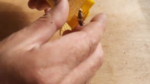 Как подсадить неплодную матку с хорошим результатом.
