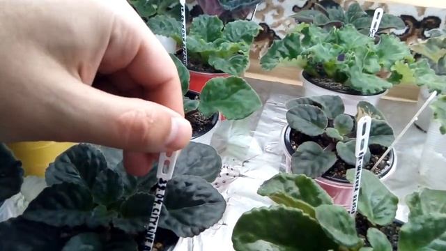 КАК ПОДГОТОВИТЬ ФИАЛКУ К ЛЕТУ? САМЫЕ ВАЖНЫЕ МОМЕНТЫ. смотреть онлайн