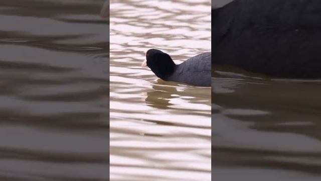 Лысуха ♫ #голосаптиц #shorts смотреть онлайн