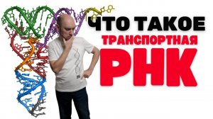 Что такое транспортная РНК? Душкин объяснит