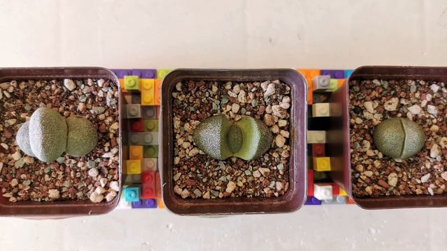 HOUSEHOLD | How to build succulent LEGO base for lithops and split rock - X'Mas & New Year Project смотреть онлайн