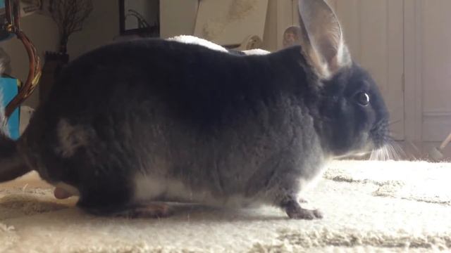 Black Velvet Chinchilla Meets Panda Bear смотреть онлайн