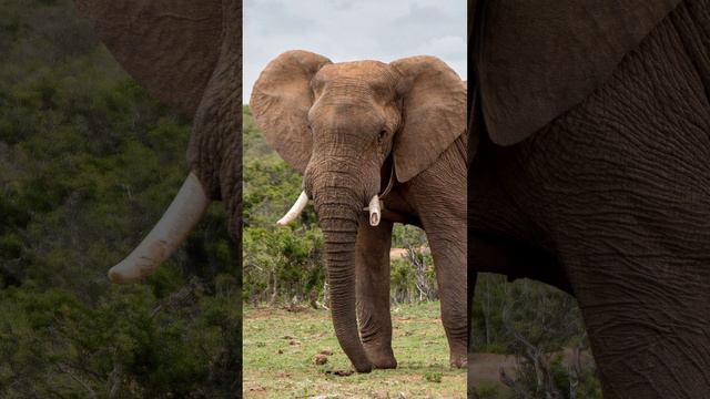 🐘 Facts about elephants you need to know I world elephant day I endangered species #infoenvironment