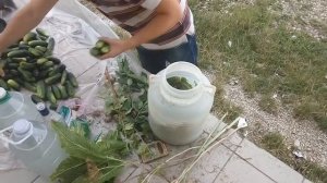 правильная и вкусная засолка бочковых огурцов от А до Я