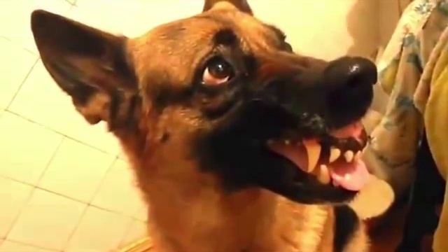 ПОДБОРКА ПРИКОЛОВ #2 -||||- СОБАКИ /РЖУ НЕ МОГУ/ смотреть онлайн