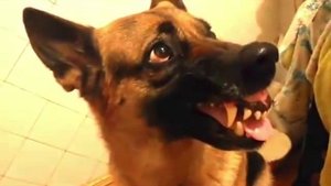 ПОДБОРКА ПРИКОЛОВ #2 -||||- СОБАКИ /РЖУ НЕ МОГУ/