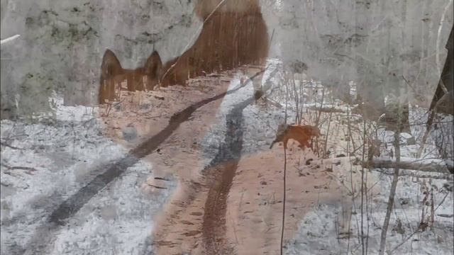 ОХОТА НА БОЛОТЕ/ ОХОТА НА КУНИЦУ С ЛАЙКОЙ/ПУСТОЙ ДЕНЬ/ смотреть онлайн