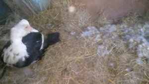 Вывод утят под индоуткой и перенос гнезда на новое место