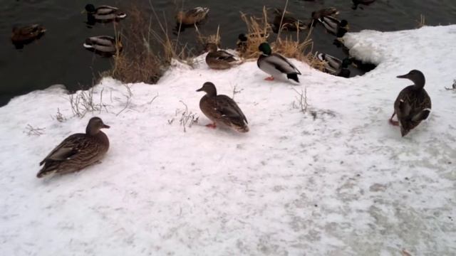 Утки на пруду