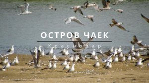 Остров тысячи чаек у западной окраины Краснодара