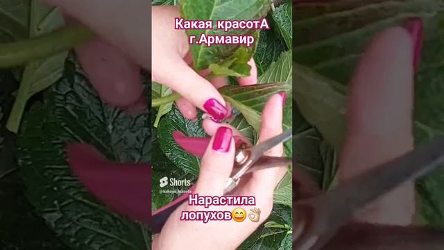 Продолжаю черенковать крупнолистную гортезию.Нарастила лопухи,теперь делится со мной😊