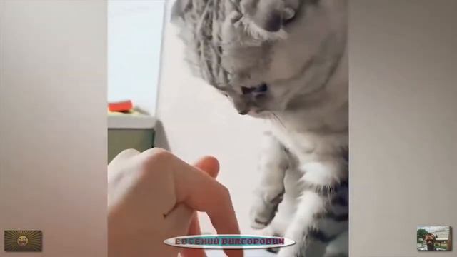 Приколы с животными 30 апреля 2023 года смотреть онлайн