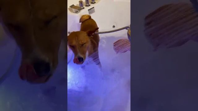 басенджи ?, африканский молчун ??,  Spa treatments for dogs ??