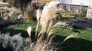 Цветник лёгкого ухода. Лучшие декоративные многолетние растения