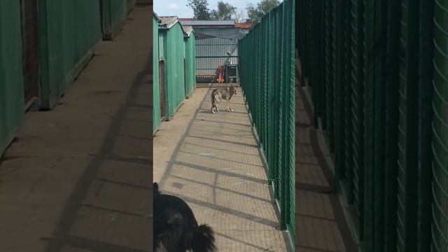 Флокс и Шайни смотреть онлайн