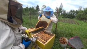 Мёда много -  переносим его в отводки и ставим магазины.  Пасека Лаврова