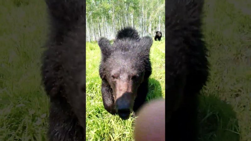 Медведи нагулялись. #bear