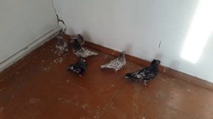 Голуби бакинцы мраморные г.Фастов