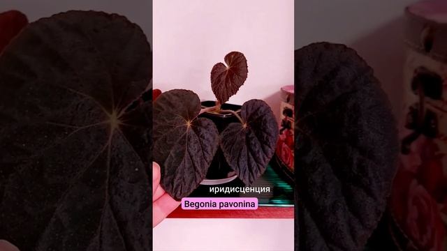 Бегония павонина Begonia pavonina природник