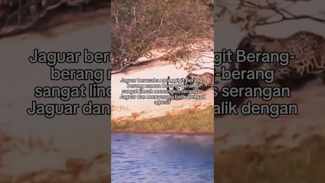 Jaguar Menyerang Berang-berang Raksasa