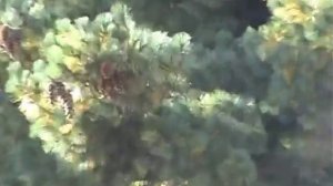 Полон чудес Злобовский лес