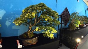 Melihat Kontes Bonsai RUBI Kepri | Anput Ditawar Rp150 Juta