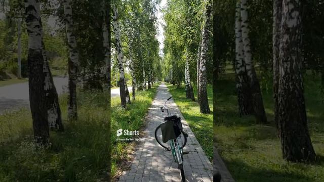 240709 Красивая берёзовая аллея деревня Кондырево посёлок Замезенский улица Лесная берёзы город Орёл