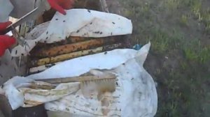 подготовка пчелиной семьи к делению.  готовим отводки через разделительную решётку