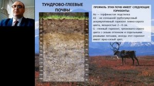 Видеолекция   Почвы тундровой зоны