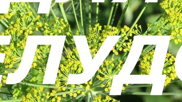 УКРОП. ВСЕГО ОДНА ЛОЖКА СЕМЯН УКРОПА И ВАШ ОРГАНИЗМ ИЗМЕНИТСЯ НА 100%. ЗДОРОВАЯ ЖИЗНЬ. смотреть онлайн