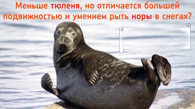 Две нерпы