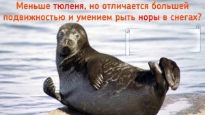 Арктическая викторина