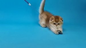 Золотое солнышко - котенок Киллиан