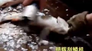 Электрическая рыбочистка.