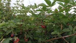 Сбор персиков в Америке. Обзор персикового сада в Пенсильвании.