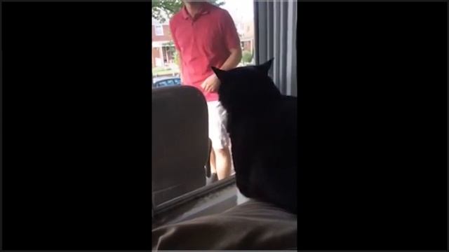 Истеричная реакция кота, увидевшего, как его хозяин привёл домой собаку смотреть онлайн