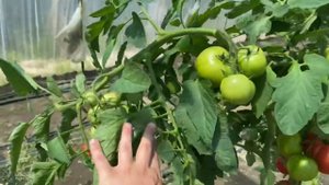 Тл 18304 считаем урожайность