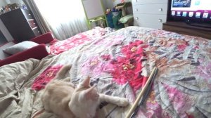 МэйнКун. Котенок 4 месяца. Маленькая рысь!