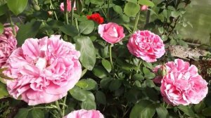 #роза #rose #остина / Роза английская Дэвида Остина сорт Гертруда Джекилл. Роскошь цвета и аромат
