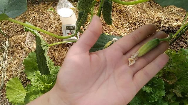 Почему опадают завязи и желтеют огурчики смотреть онлайн