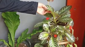 BUDIDAYA EPISCIA 2