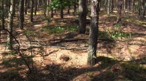 Лес в Сумской области