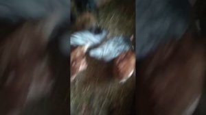 Повышаем яйценоскость зимой. Копеечный белок для кур.