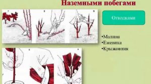 Вегетативное размножение растений