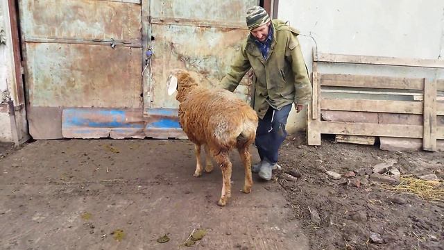 Гиссарский баранчик Грубого типа 14.06.2023 г. ширина тела и костяка супер от Слона. +79054444790 смотреть онлайн