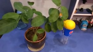 Уход за моим лимоном ?